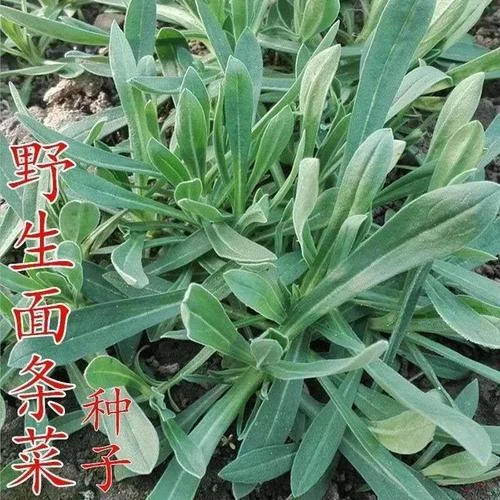 四季播种野生面条菜种子露地野生蔬菜菜籽有机野菜