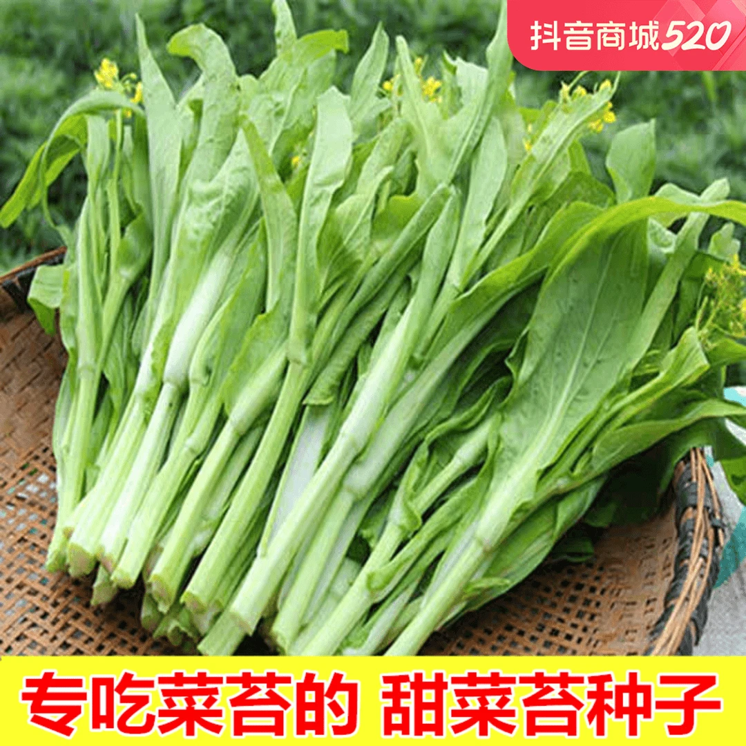 白菜苔种籽甜脆多芽早熟白菜心蔬菜种籽耐寒鲜嫩阳台庭院菜苔种籽