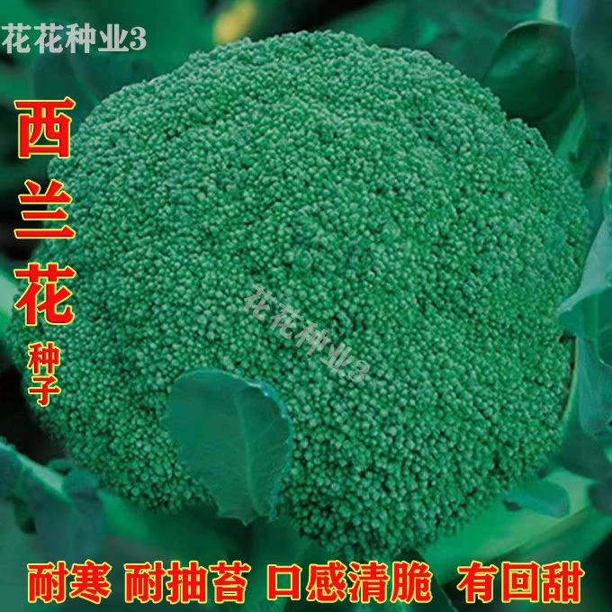 【新种】西兰花种四季耐热耐寒高产秋季花菜阳台盆栽菜籽种子大全