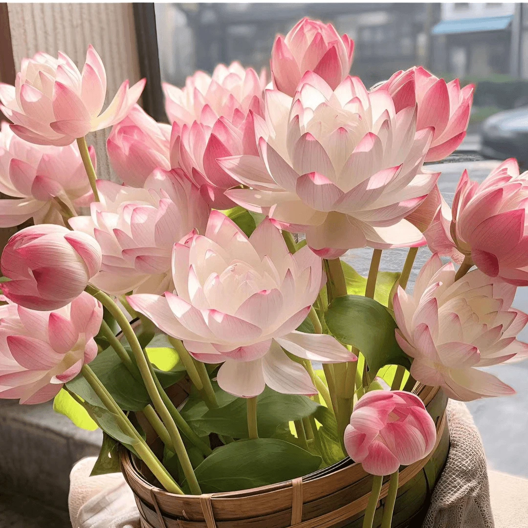 碗莲水培植物花卉种子室内好养四季开花种子水养荷花盆栽阳台客厅