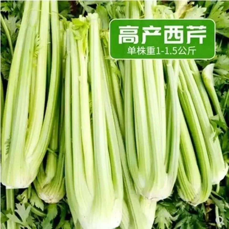 美国厚脆嫩西芹菜种子高产阳台大肉西芹种子四季播种大棚蔬菜种子