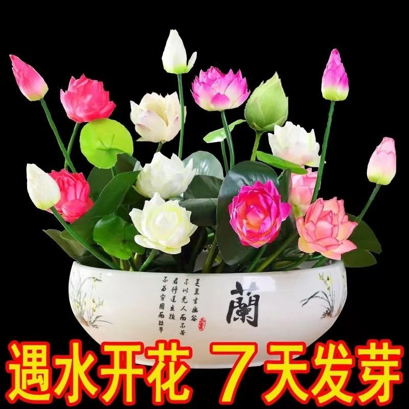 四季开花碗莲种子水培水草植物睡莲室内好养盆栽鱼缸种植种子大全