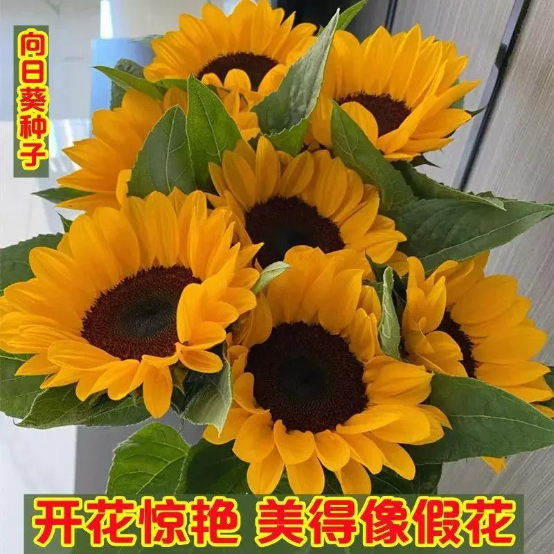 观赏向日葵种子太阳花矮生葵花卉籽孑室内阳台盆栽好养四季开花