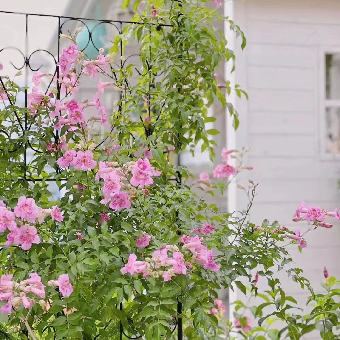 凌霄花多季开花颜色仙气粉色耐寒老桩年分花卉绿植盆栽室内高颜值