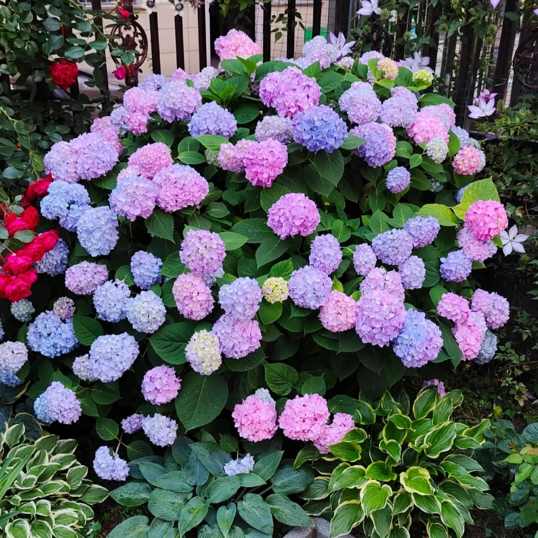 无尽夏凤仙花绣球大花可调色颜色梦幻好养花卉绿植盆栽室内高颜值