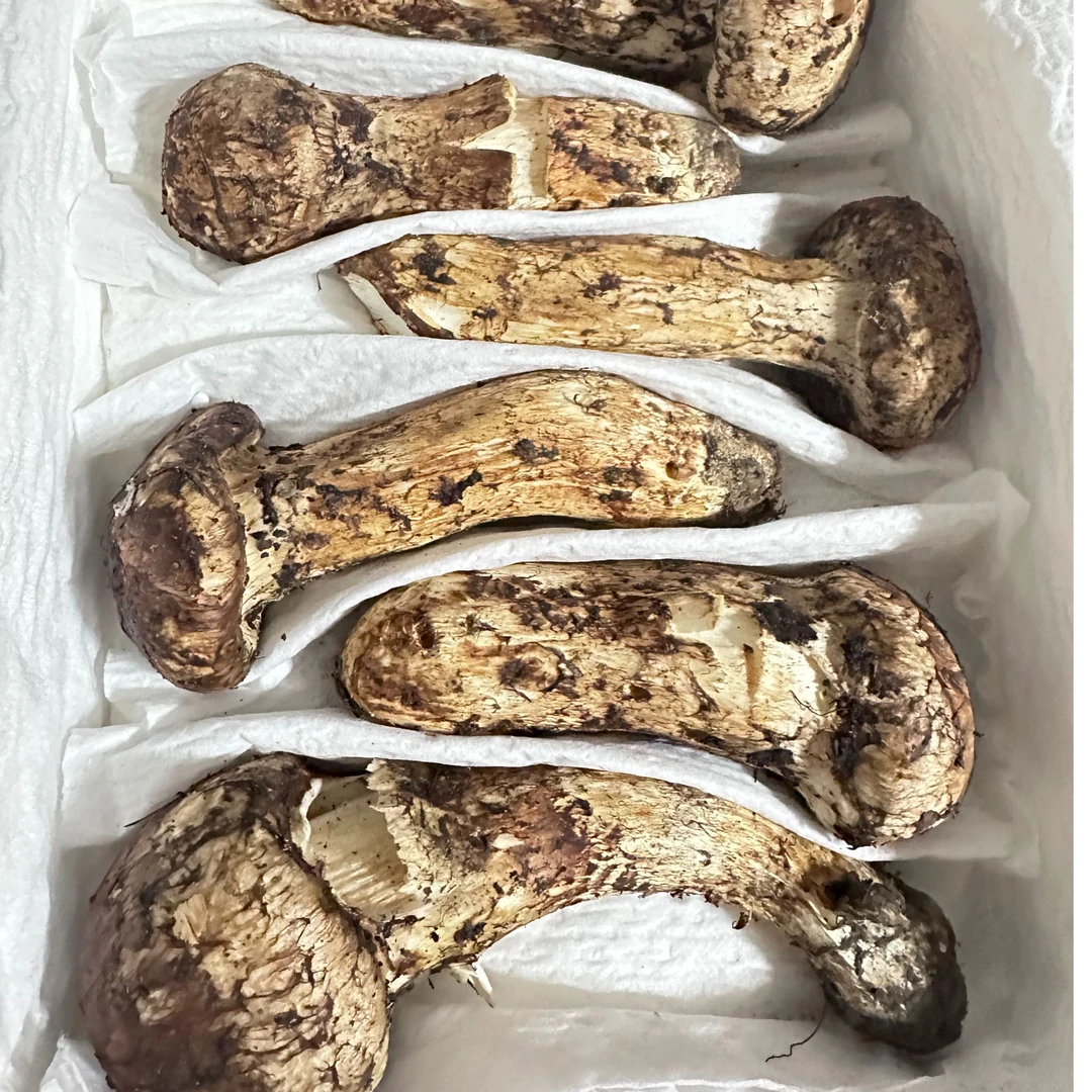 【新鲜松茸6-12cm】出口二级半开伞野生松茸鲜松口蘑搭配羊肚菌