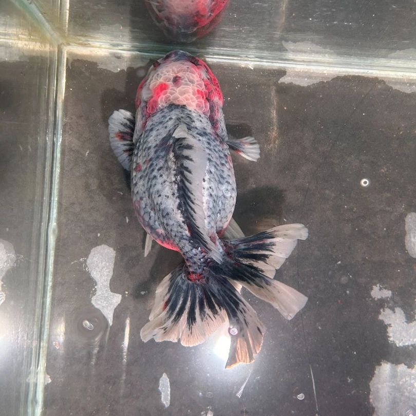 活体原泰f1花泰狮观赏鱼精品将军体