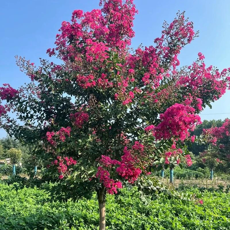 丛生，独杆，异形，大小规格都有，开花是不结种子，花量大