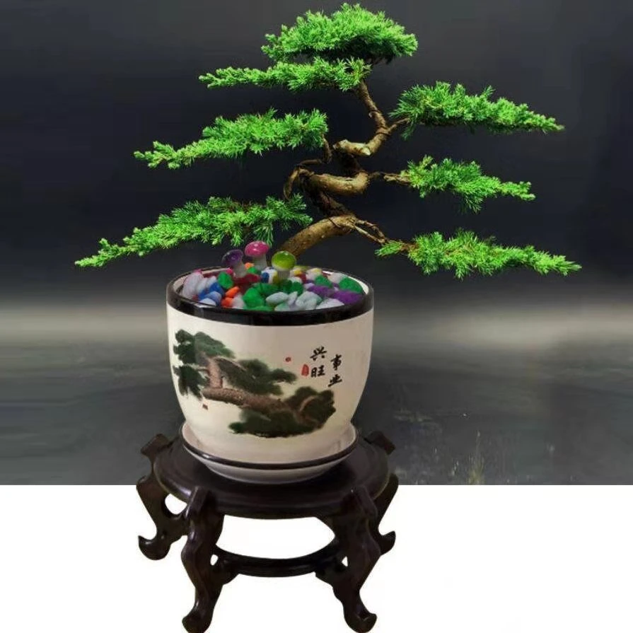 迎客松真树盆景迎客松室内外松柏地柏造型盆景办公室庭院耐寒耐冻