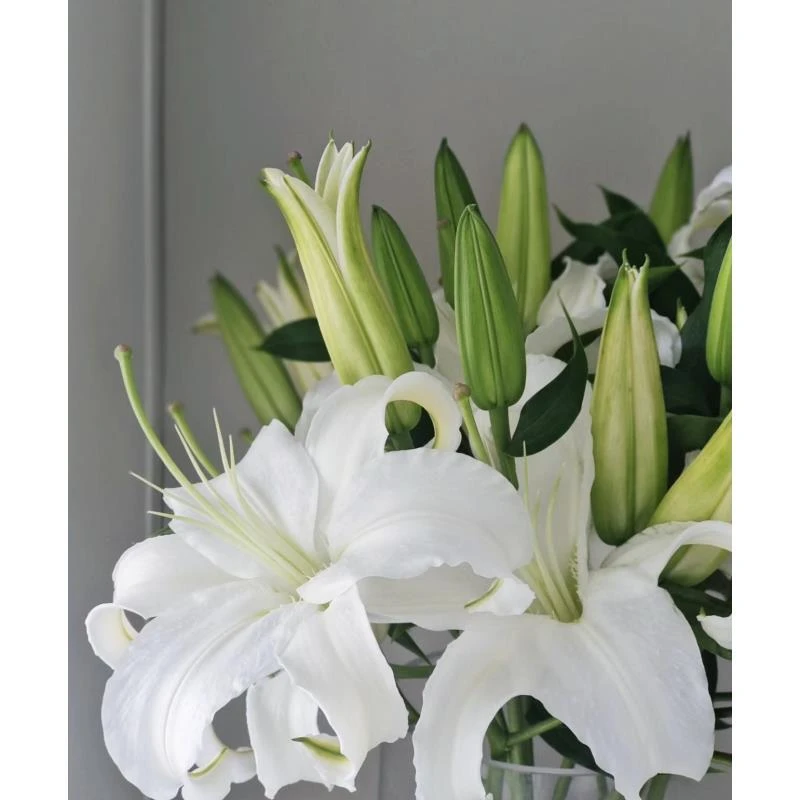 白百合10头+洛神10支+洋甘菊 云南鲜花基地直发