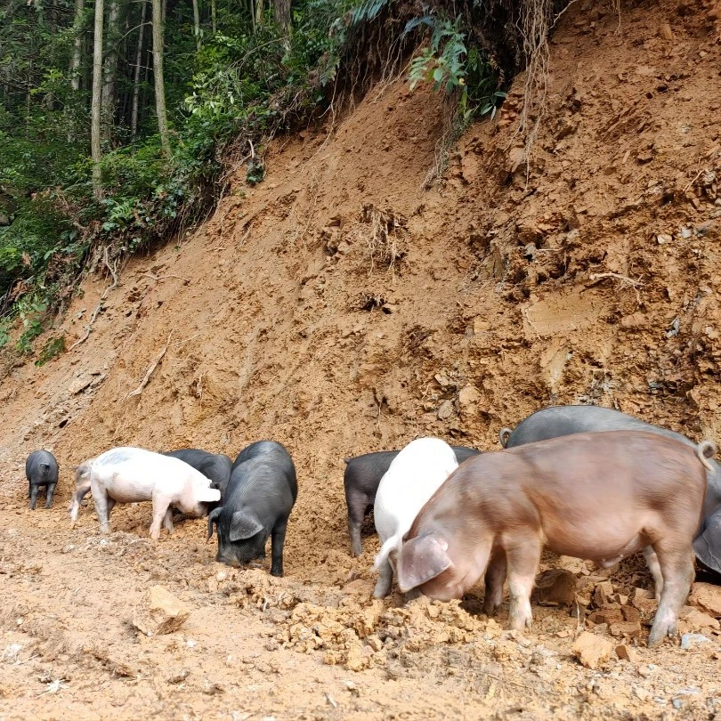 无品牌 千岛湖深山放养吃玉米青菜土猪肉土猪肉一单一称 顺丰