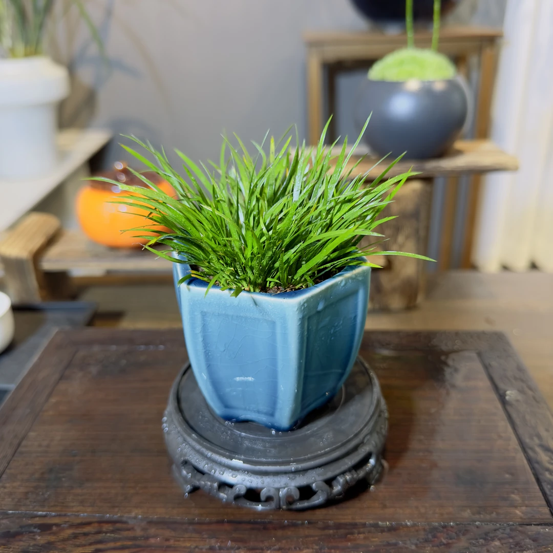 【金钱菖蒲】 摆件茶桌微景观青苔植物造景白发藓观赏 桌面绿植盆栽
