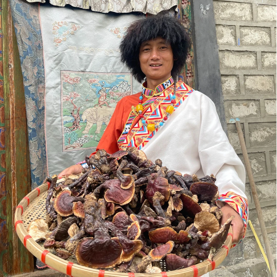 【老李】西藏白心白肉藏灵芝】