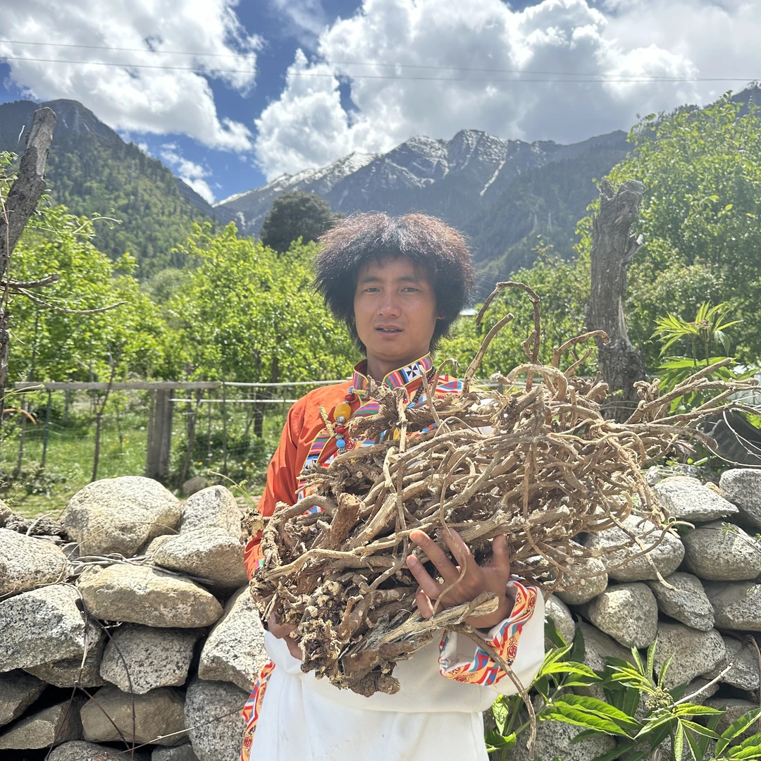 【西藏本地高海拔下山黄芪】