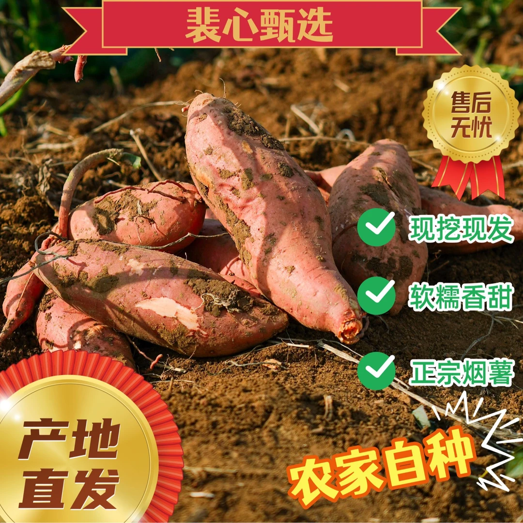 裴心自种农家烟薯25号红薯