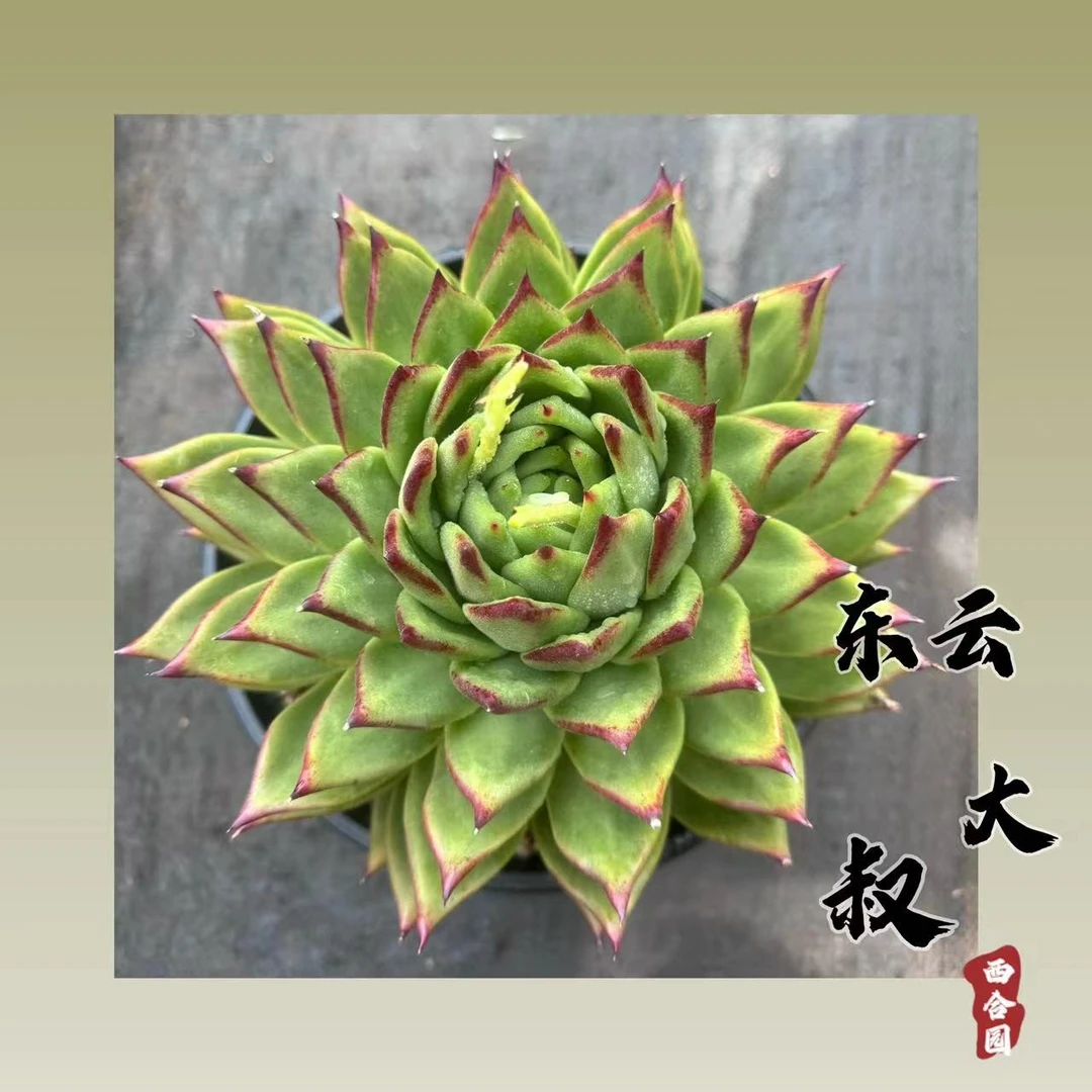 桌面盆栽多肉 原始种东云 实物基地直发