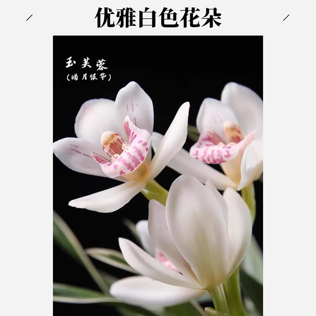 建兰玉芙蓉矮种金边兰花苗四季开花浓香型室内绿植盆栽新手好养