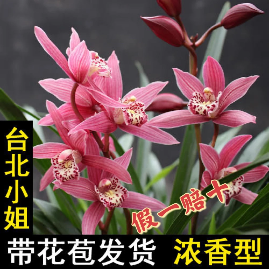 兰花台北小姐大花蕙兰带花苞室内客厅盆栽花卉绿植易养活浓香春节