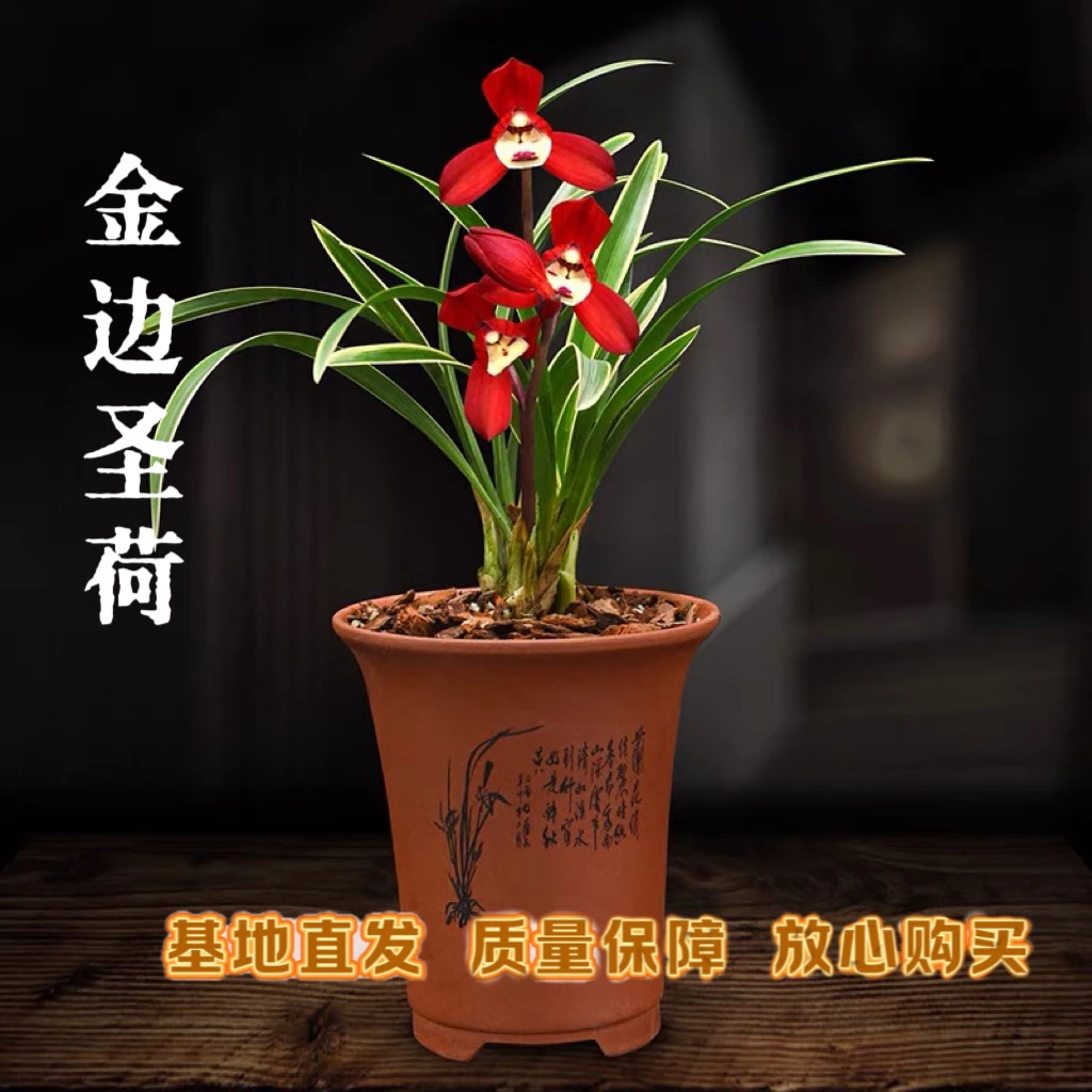 兰花四季建兰金边圣荷浓香好养客厅室内阳台绿植盆栽花卉