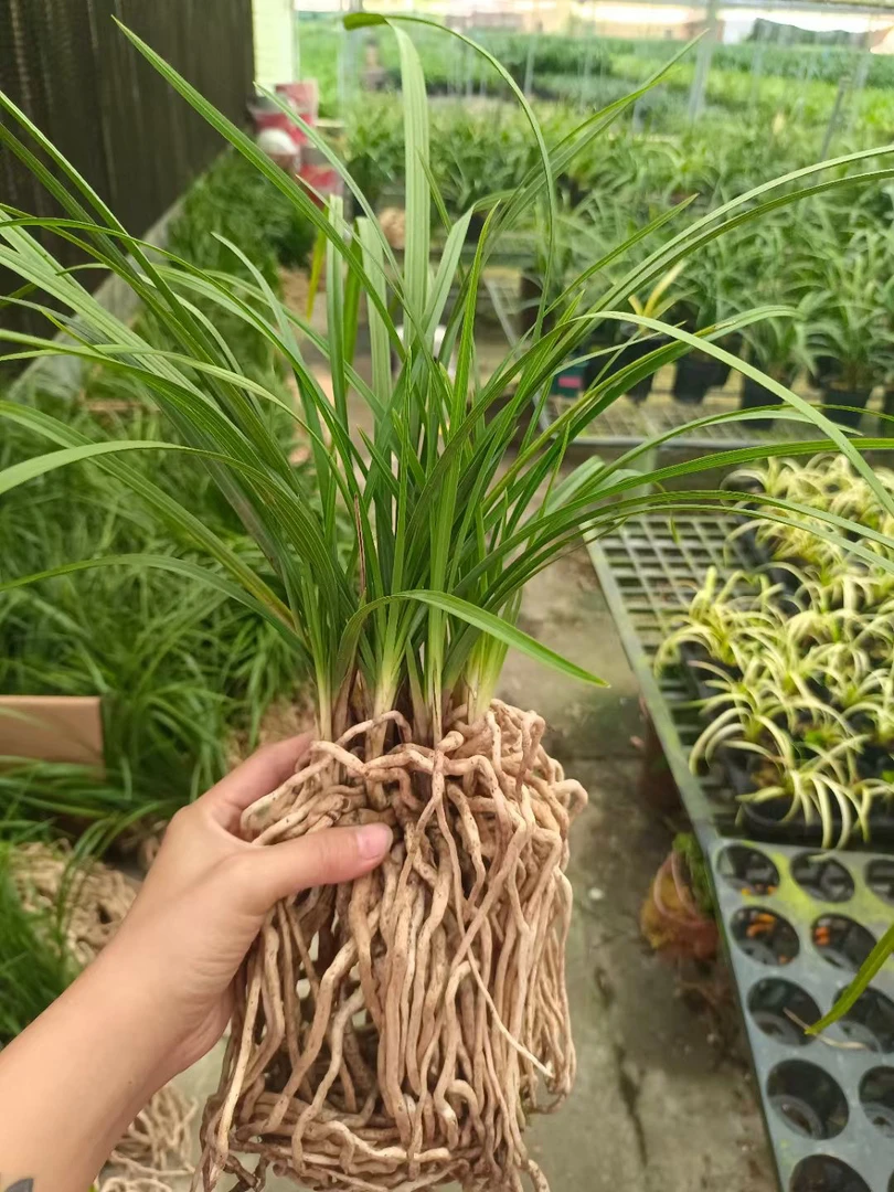 【4个品种一组】春兰建兰蕙兰墨兰寒兰石斛兰兰花苗易开花适合新手