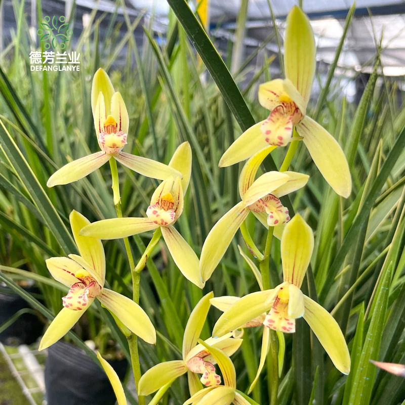德芳兰业兰花苗建兰金针带花苞带陶瓷盆种好易开花绿植美观盆栽