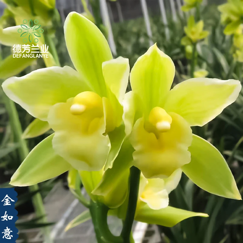 金边矮种铭品 金如意 金边蕙兰冬季开花浓香型花卉好栽培盆栽