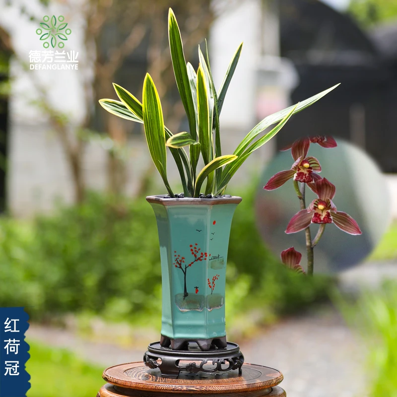 兰花墨兰红荷冠带陶瓷盆栽培浓香型冬季开花室内阳台客厅植物盆栽