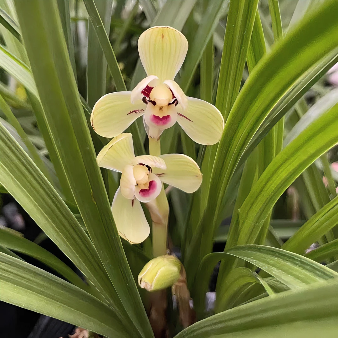 直播间兰花苗春兰翠玉梅室内阳台办公室净化空气防辐射冬季花卉