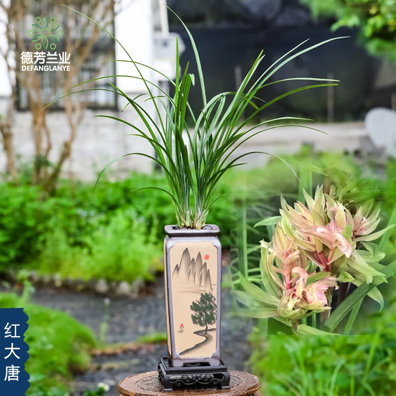 精品名贵特级兰花春兰红大唐带花苞发货特香室内客厅花卉绿植盆栽