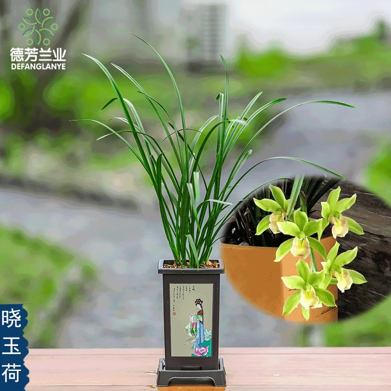 兰花 大花蕙兰 晓玉荷浓香型兰花苗室内阳台庭院花卉绿植盆栽好养
