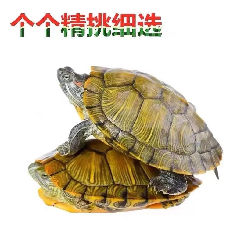 巴西龟7一8厘米招财龟活体小乌龟观赏龟