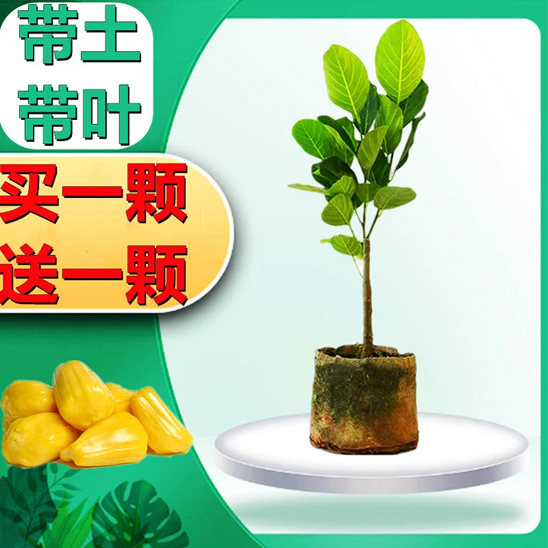 干苞菠萝蜜树苗红肉菠萝蜜苗嫁接果树苗当年结果南方四季庭院盆栽
