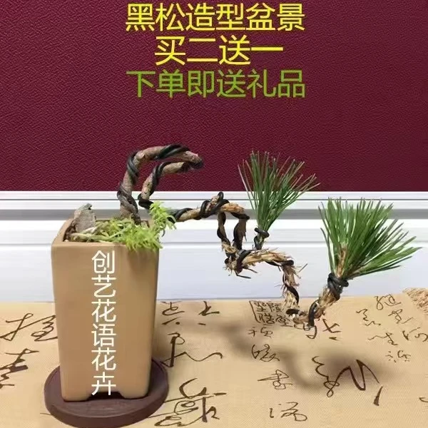 黑松盆景室内盆栽微型造型盆景松树盆景悬崖文人造型黑松素材苗