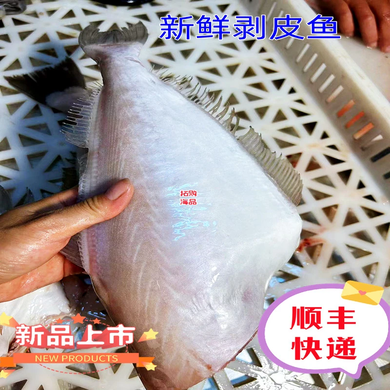 耗儿鱼 扒皮鱼鲜活冷冻马面鱼商用无冰剥皮鱼 橡皮鱼海鲜水产顺丰