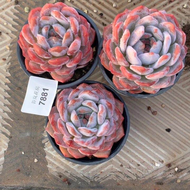 _*0718下午。    7881三颗一组