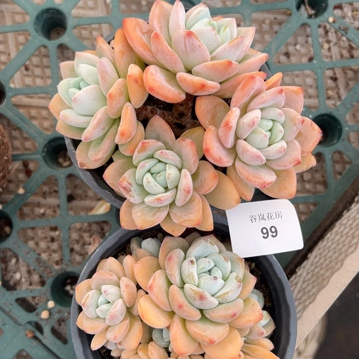 8月29日。下午     99