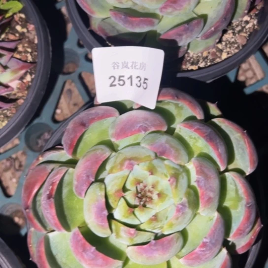 9月25号晚上.  25135