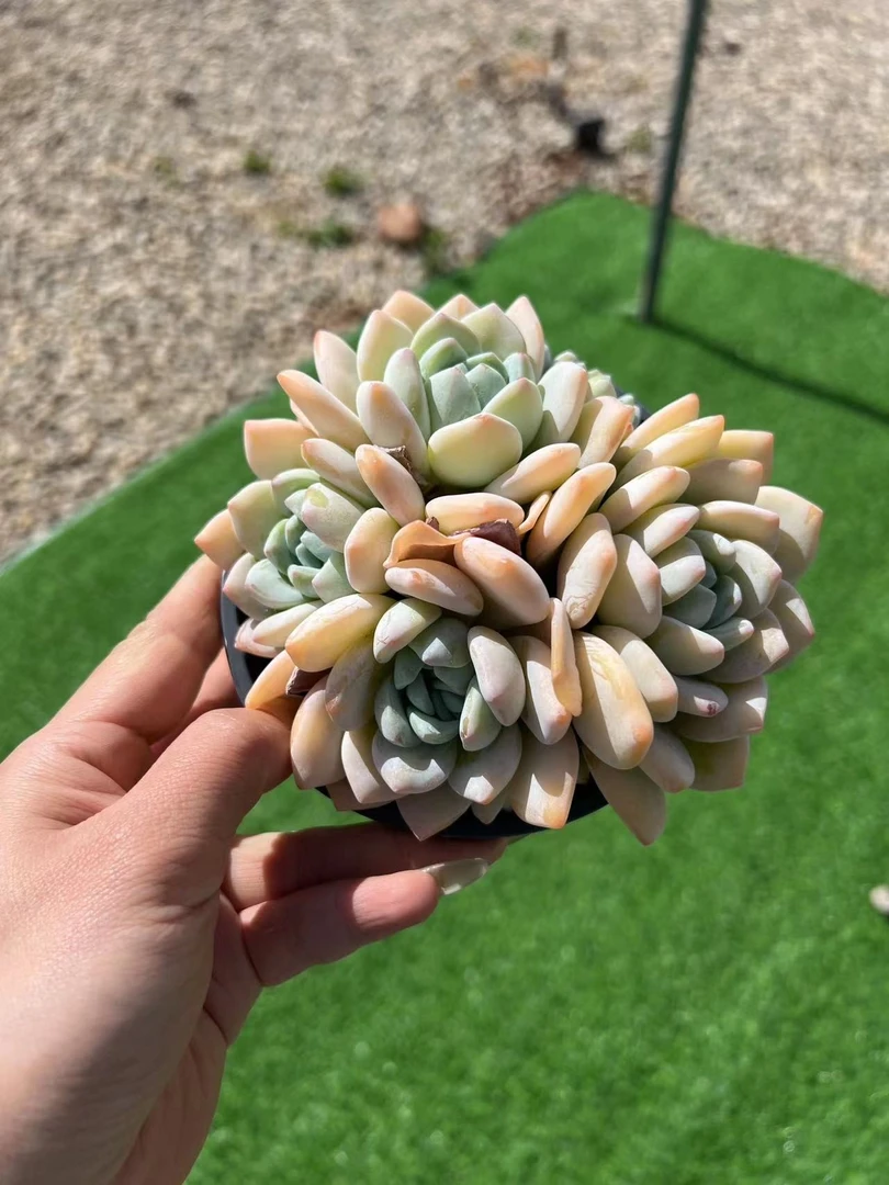 【冷香群】精品多肉植物冷香群