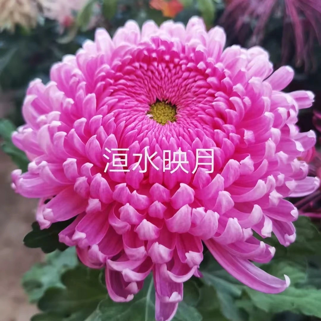 【洹水映月】九月菊花好养夏天耐热寒稀有品种大花5A苗(原盆原土)