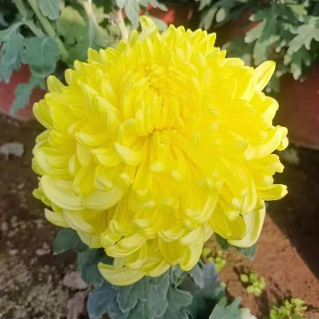 【黄绣球】九月菊花好养夏天耐热寒稀有品种大花5A苗（原盆原土）