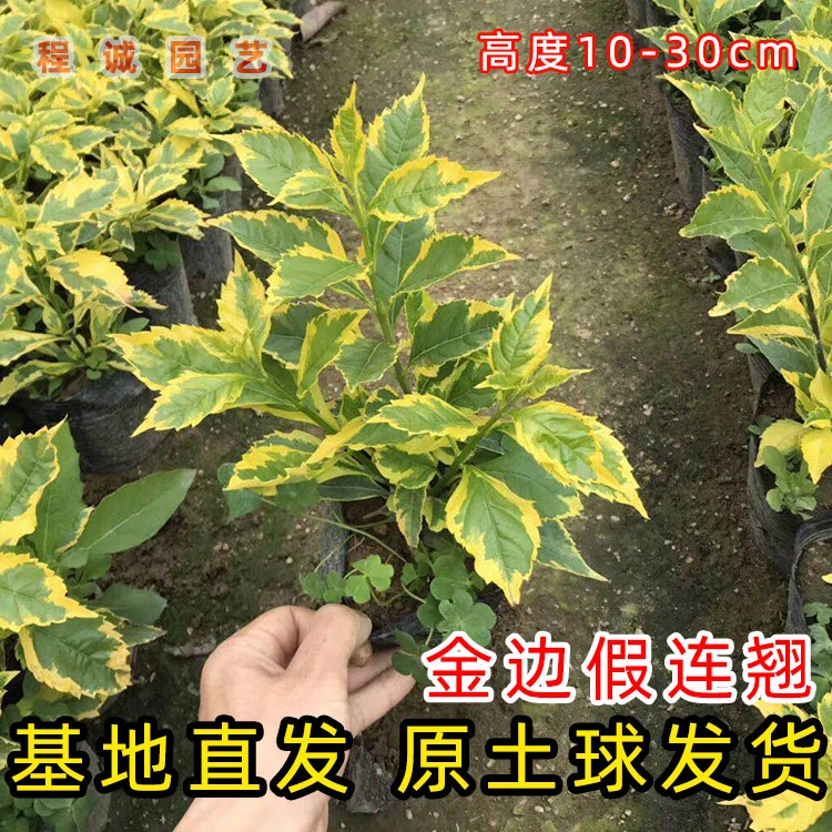 金边假连翘四季常绿盆栽阳台庭院绿植耐晒耐热观叶植物彩色热植