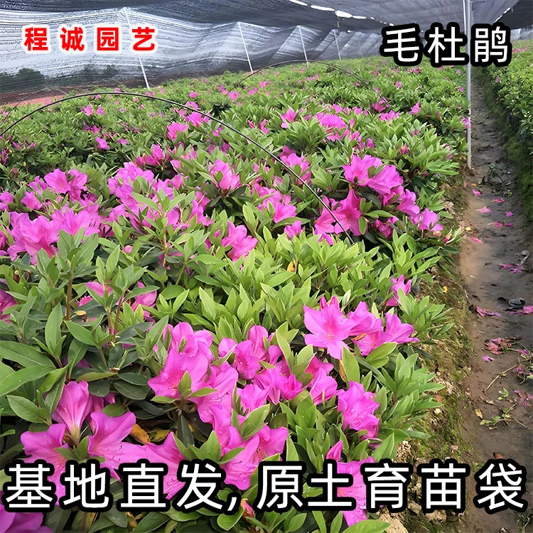 毛杜鹃花苗四季常青庭院耐寒花坛好养毛娟苗映山红紫花锦绣杜鹃