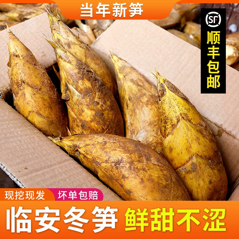 (大降价)临安冬笋新鲜现挖浙江野生竹笋两头尖黄泥笋时令蔬菜