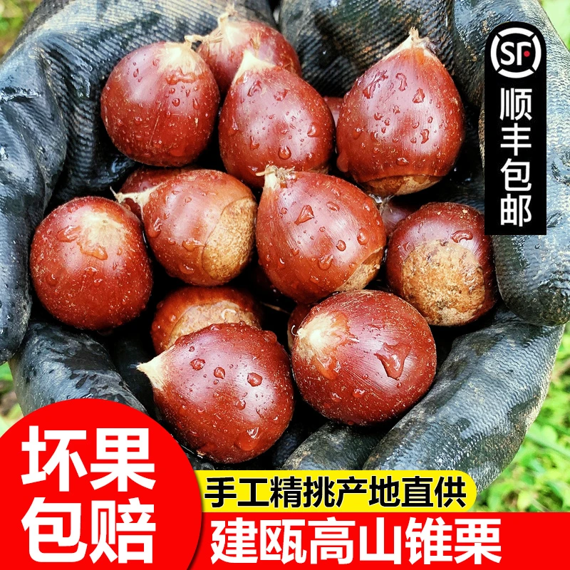 建瓯锥栗高山野生毛栗油栗子新鲜坚果圆板栗农家特产1斤3斤5斤