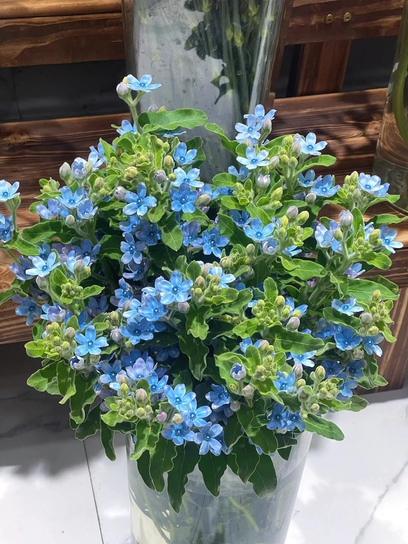 蓝星花-鲜花收到需醒花 两单顺丰包邮 发出无法拒收