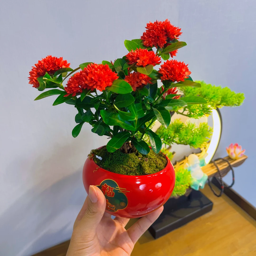 【带花带盆】年宵花海岛龙船花盆景素材客厅盆景室内好养四季开花
