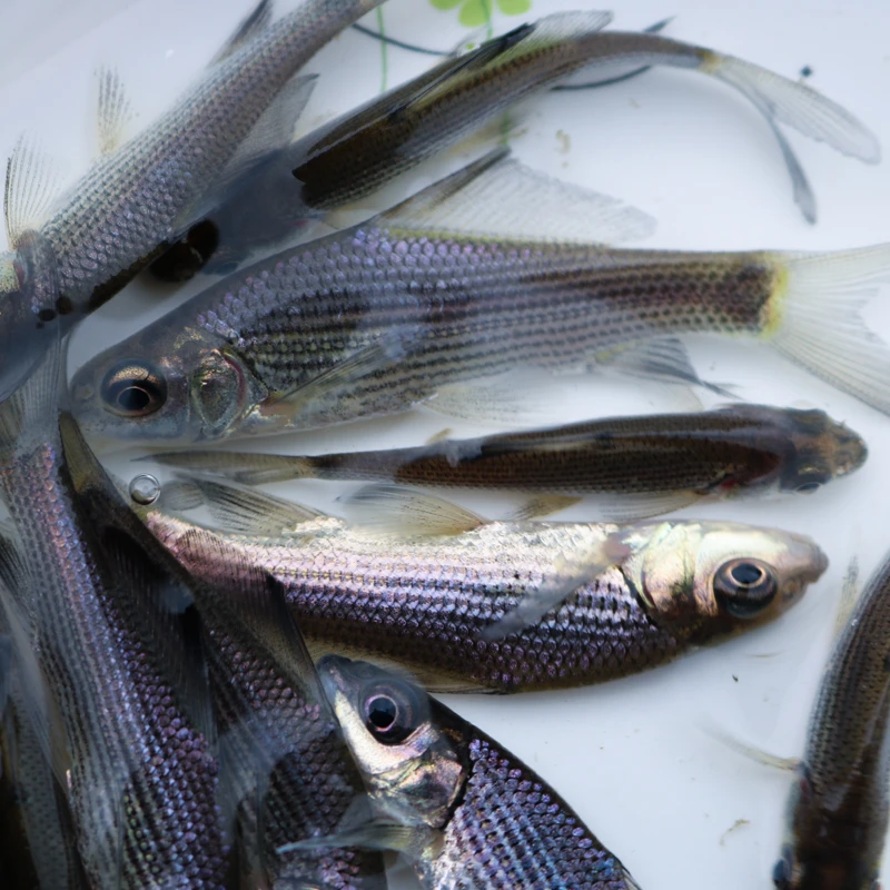 四川岩原鲤观赏养殖食用均可小鱼