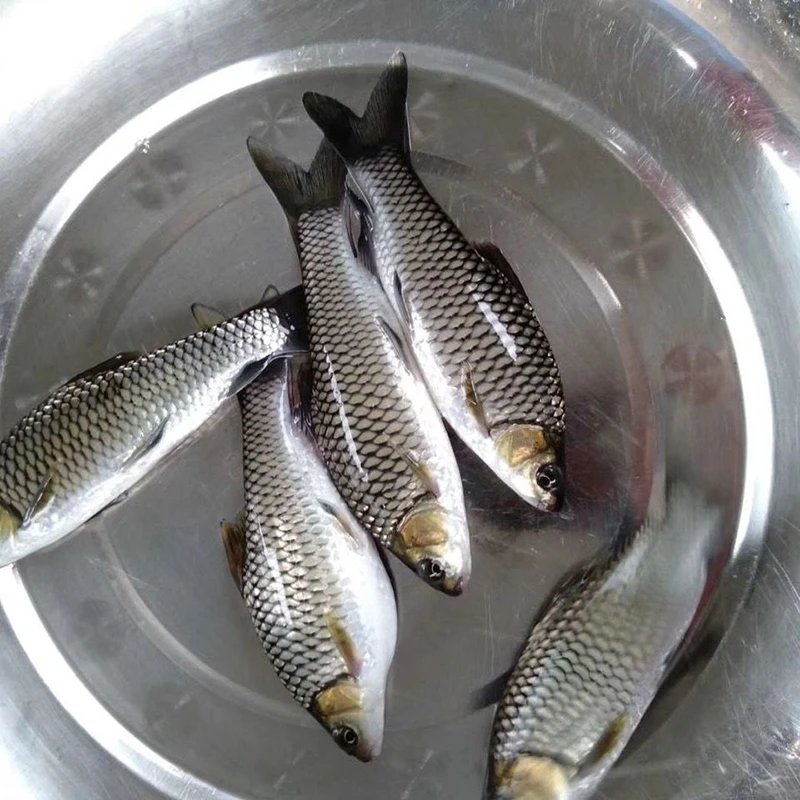 中华倒刺鲃鱼清波鱼苗淡水养殖食用四川本地活物青板鱼