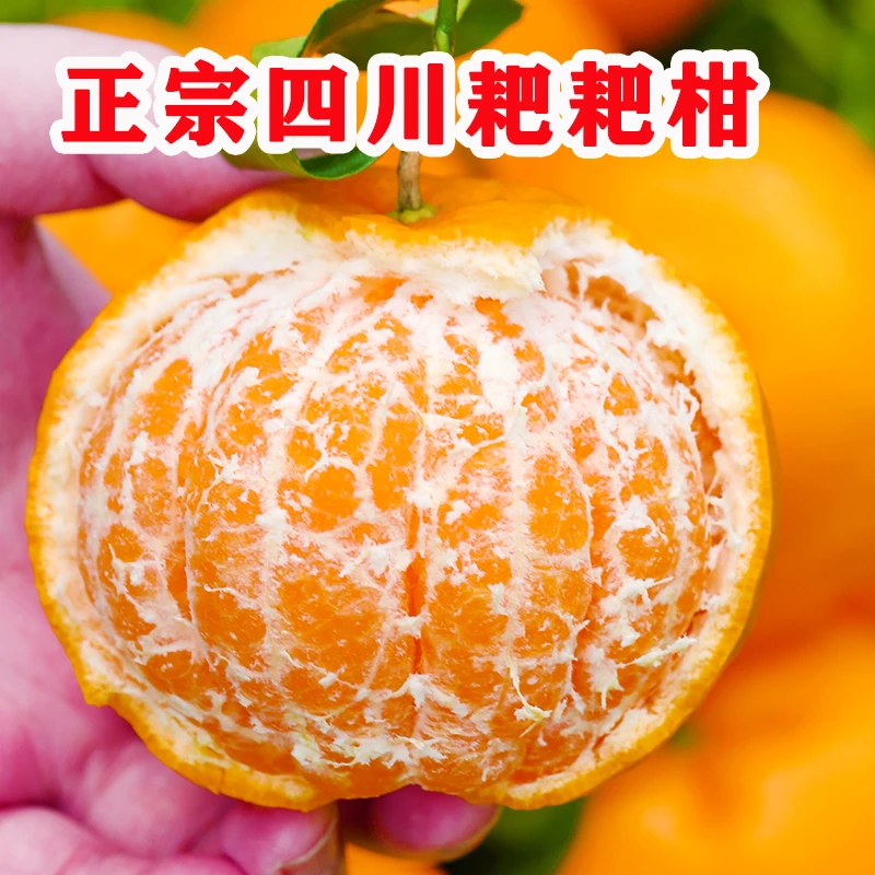 四川蒲江春见耙耙柑1/8斤装甜/新鲜现摘无籽多汁甜蜜品质采摘成熟