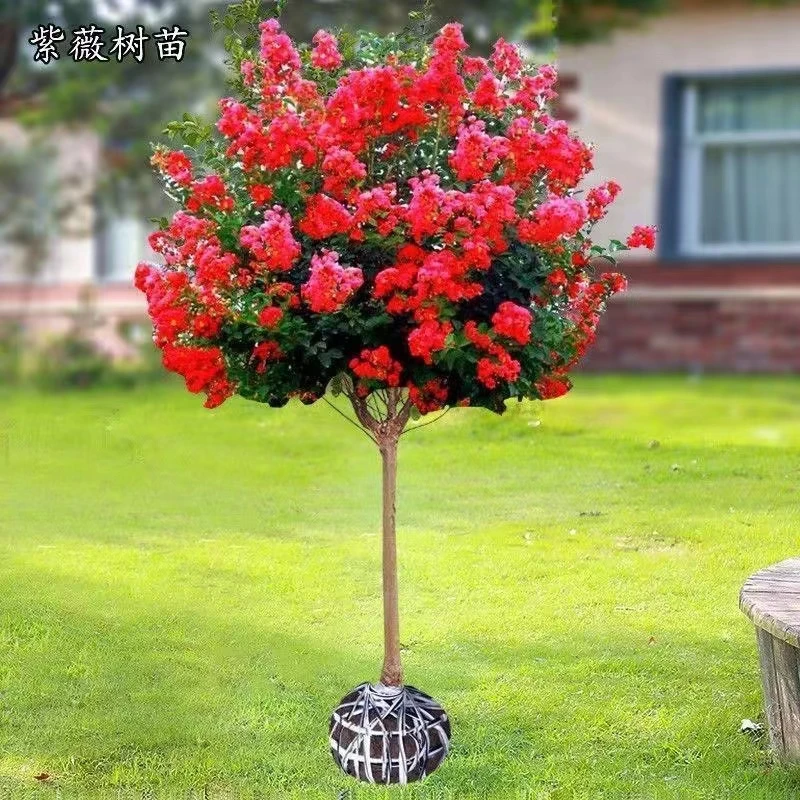 红火箭天鹅绒紫薇花独杆裸根保湿发货整体高度1.7左右